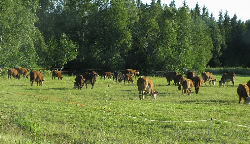 Pasture.jpg -  Fields and Pastures  Another major component of Finland's man-modified habitats for the production of food.