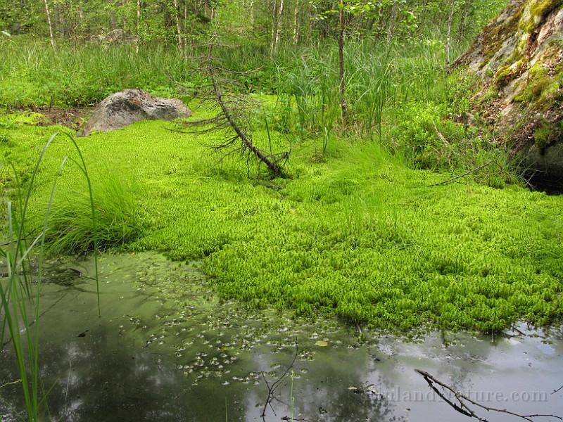 Swamps & Marshes.jpg -  Forest marshes, swamps and ponds   offers a unique biohabitat of water-loving plant species, moss carpets,  numerous insects (especially their larvae whic live in water), Fungi and Protozoa - microecopic single-celled organisms which live in water.