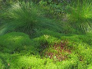 Wetland-Mosses